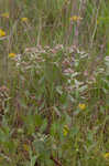 Rosy camphorweed